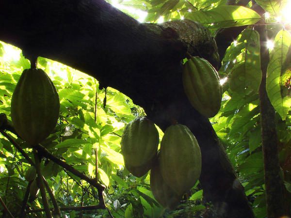 Faune, flore et paysage de Guyane