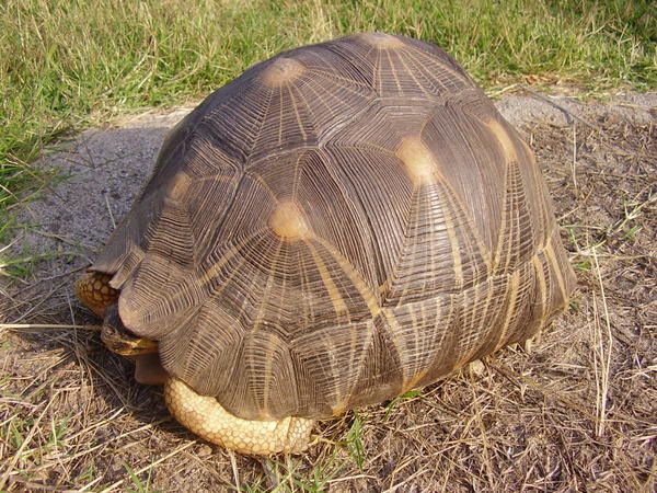 Album - reptiles-et-amphibiens-de-la-reunion