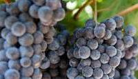 #Cabernet Sauvignon Producers Illinois Vineyards