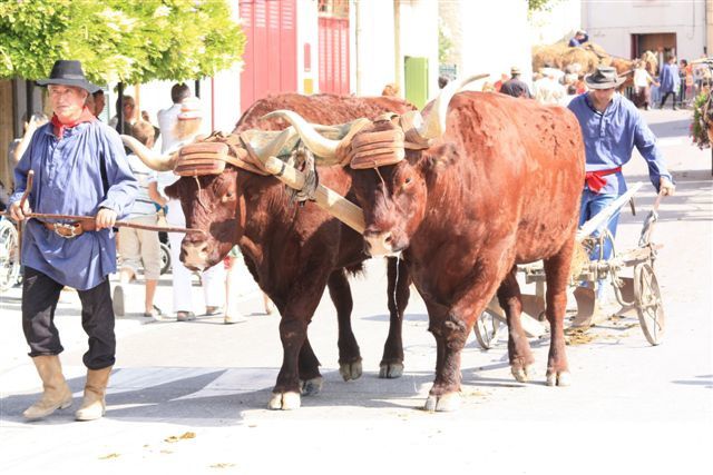 Album - fete-paysanne-et-traction-animale-2009