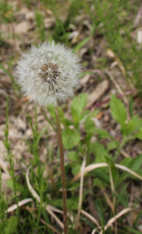 Petites excursions au fil des saisons et des arrivées au jardin 