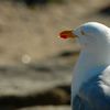 Photos du jour : encore la Bretagne !!!