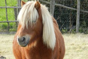 Journée Nutrition Equine  et chevaux à pathologies dans le Morbihan