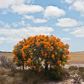 Nuytsia floribunda - Wikipédia