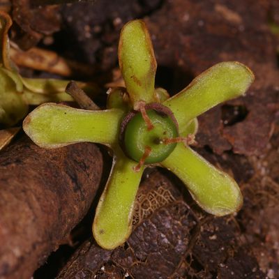 Salacia multiflora subsp. multiflora