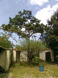 Cohabitation Pinus pinea et Prunus spinosa