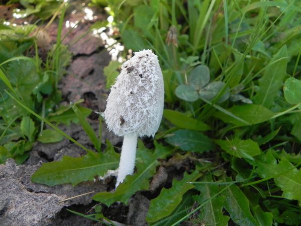 Coprin blanc de neige : spores lenticulaires 16 X 12 X 8 µm- Basides bisporiques