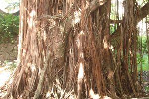 L'arbre du mercredi : le banyan