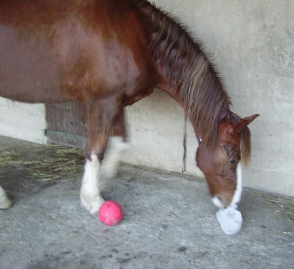 Un cheval au pré, les copains chevaux et poulains, l'alimentation, les balades, la gadoue... la belle vie quoi!