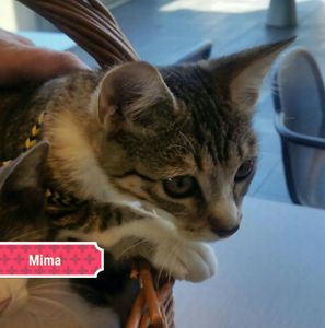 Mima, chaton femelle blanche et tigrée, à l'adoption -&gt; adoptée