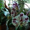 Une de mes passions les orchidées 