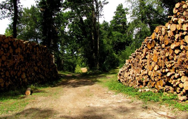 carrefour_Route du Champ Caron_Sentier (parcelle 1543)
