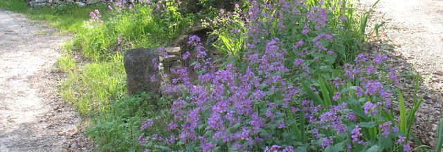 MON JARDIN VIOLET....