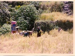 la cueillette du riz et des écolières du village
