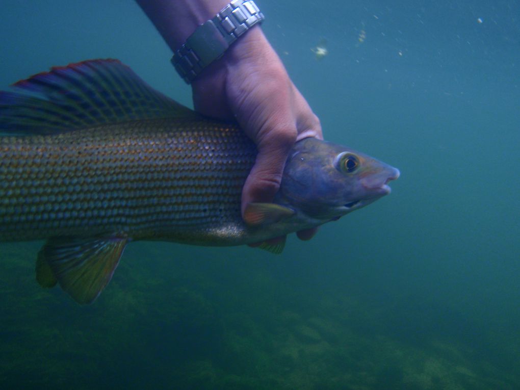 3 Jours de folie dans le Jura!
Pêche dans l'Ain, la Saine et surtout la Bienne.