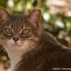 URGENT les chats sauvages sur l'île de San Nicolas ont besoin de vous