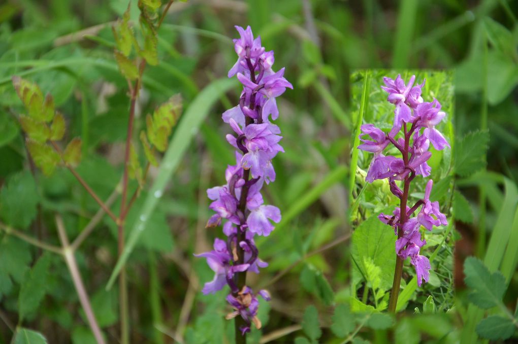 les orchidées de France