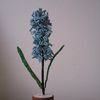 La Jacinthe Bleue / Offert