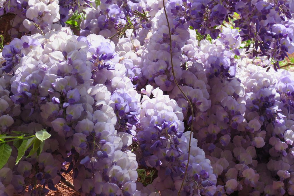 La glycine... encore et au meilleur moment