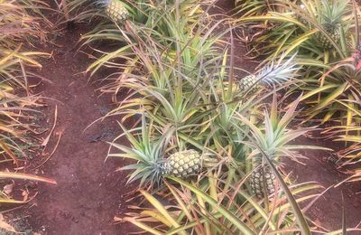 Dole plantation!