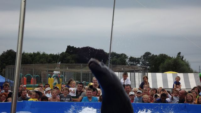 Saint-tricat :P-de-Calais:Fête des animaux