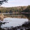 Sur les traces de l'ours noir.... dans le parc de la Mauricie...