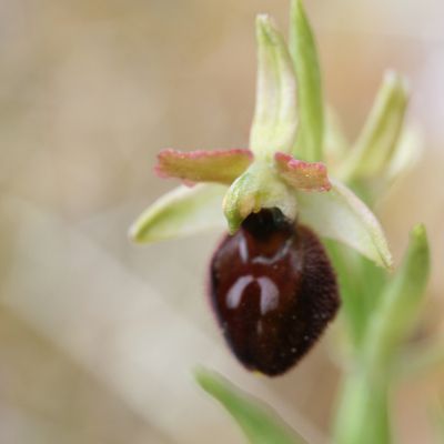 Envies de jardins