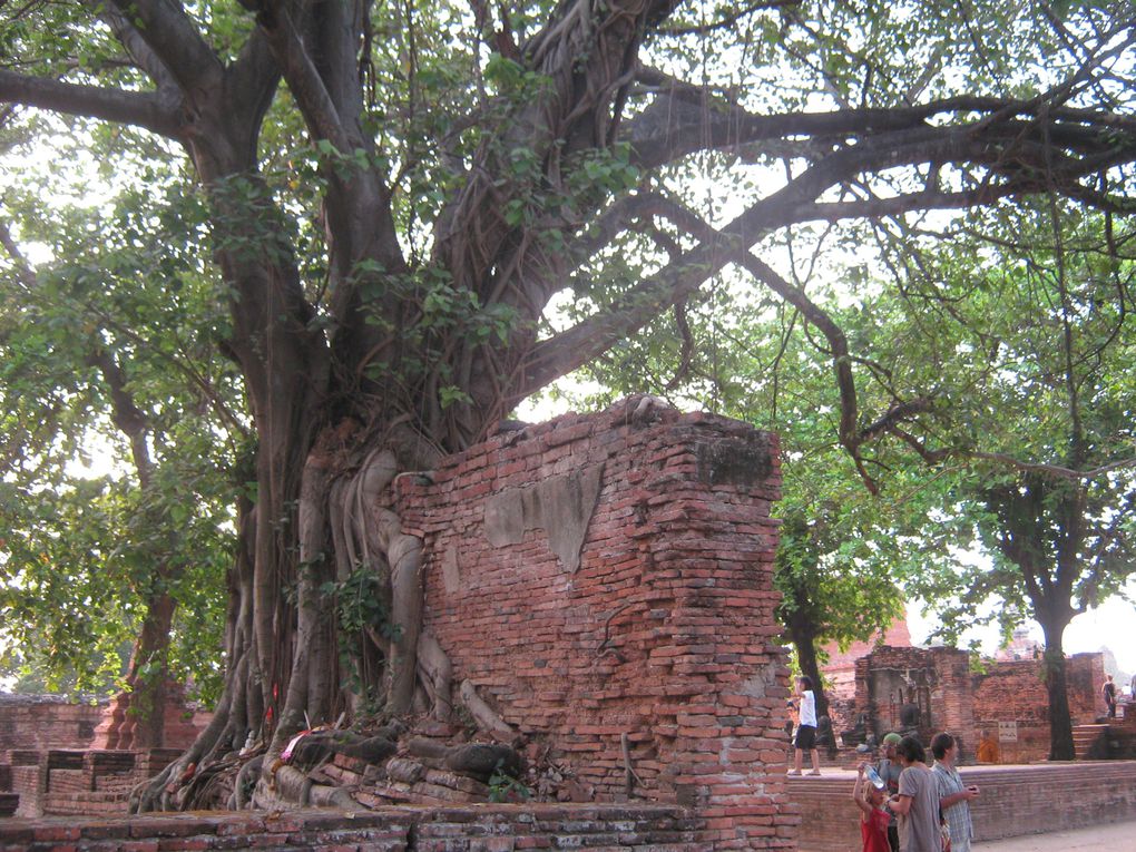 Album - 15-Thailande-ayutthaya-sukhothai