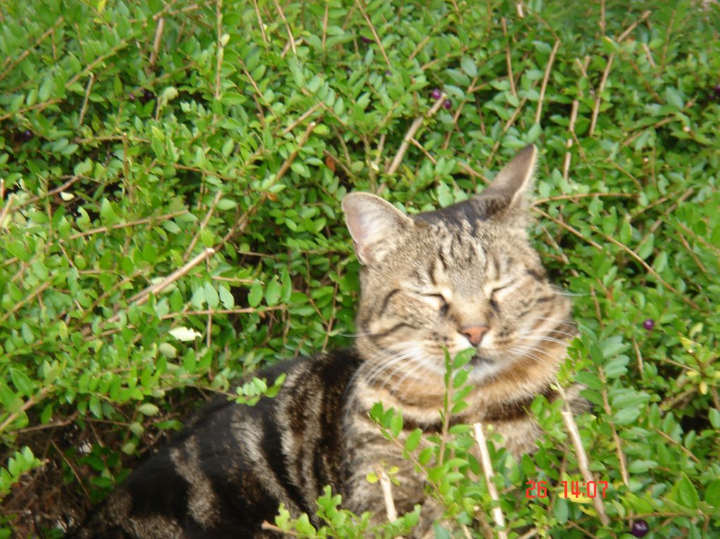 Billy a été notre compagnon pendant 15 ans.
Doux, affectueux et nos faisant la fête quand revenions d'une sortie.