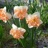 Jonquilles et Narcisses