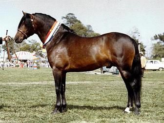 Poney australien (Australie)