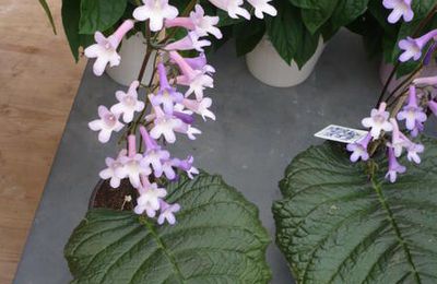 "Mon Streptocarpus wendlandii perd ses fleurs et sa feuille"