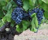 #Carignan Producers Sierra Foothills Vineyards California 