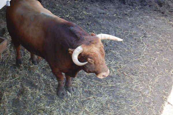 Album - Toros de la Feria de Dax 2008