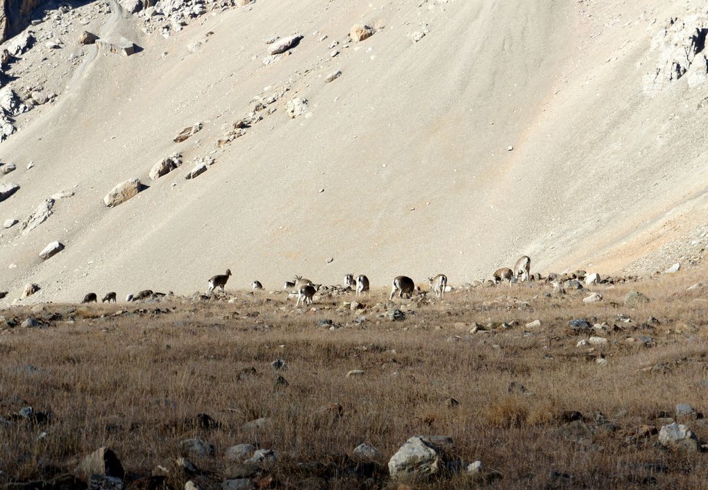 Grand trek au Népal : Chulu &amp; Lac Tilicho