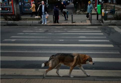 Une très jolie histoire de chien "amoureux"...