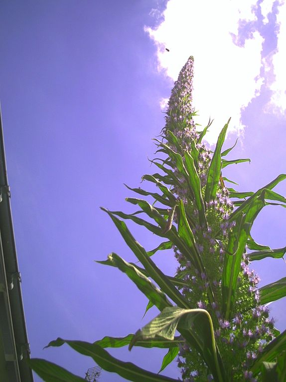 Album - tete d 'echium pininana en floraison