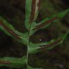 Blechnum gracile var. pilosum