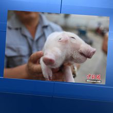 Un cochon à deux têtes est né à Tianjin, en Chine