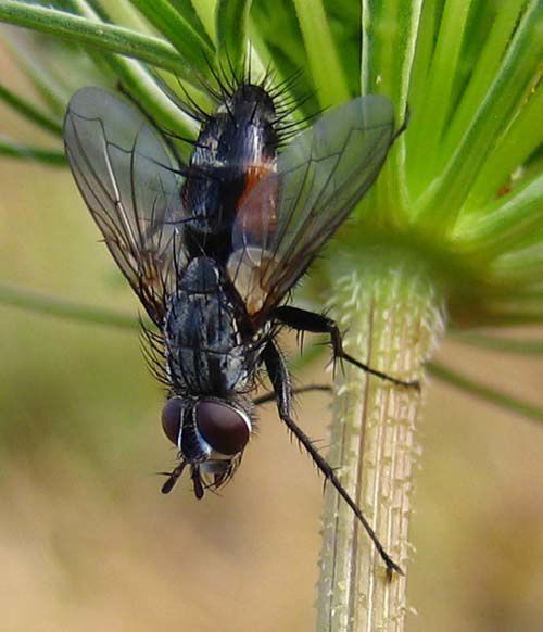 Album - tachinidae