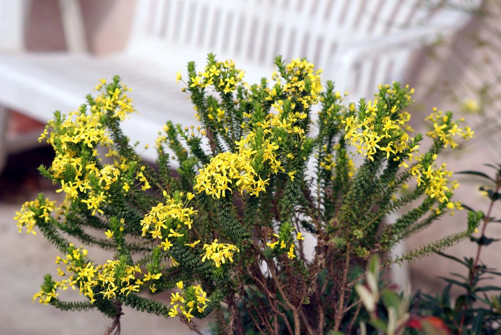 Photos diverses de fleurs et plantes de mon jardin, pour la plupart... en toutes saisons.