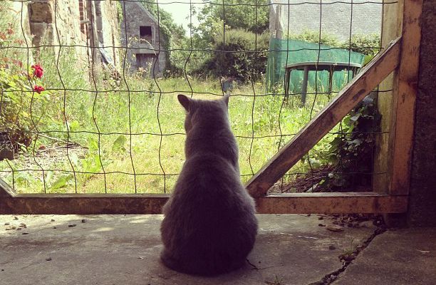 Ma T’choupinette est une grande exploratrice. Mais de loin. #Cat #cute #Fun #garden  (à Denneville Bourg)