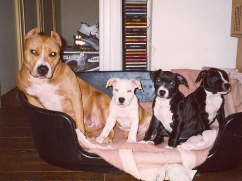 Tina a biensur grandit et à trouver un très beau chéri qui lui a donné de très beaux chiots