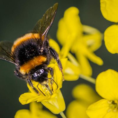 Premier pollen... miam!