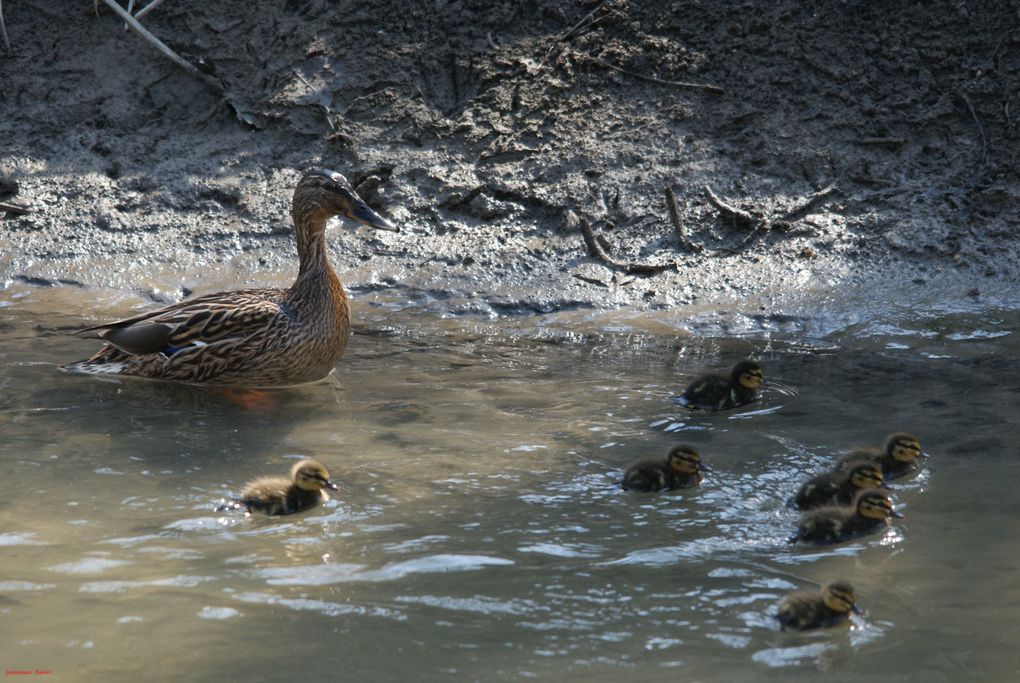 Album - Oiseaux-des-marais