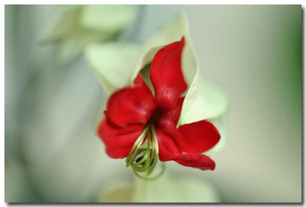 Album - fleurs-et-feuilles