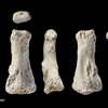L’Homo sapiens s’est propagé en Asie plus tôt que l'on croyait
