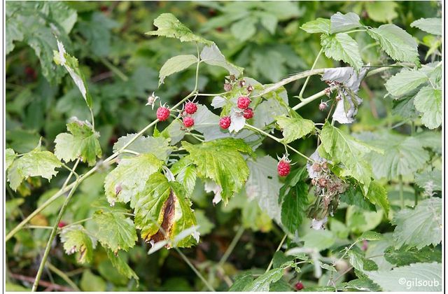 Morceaux d'été : La cueillette