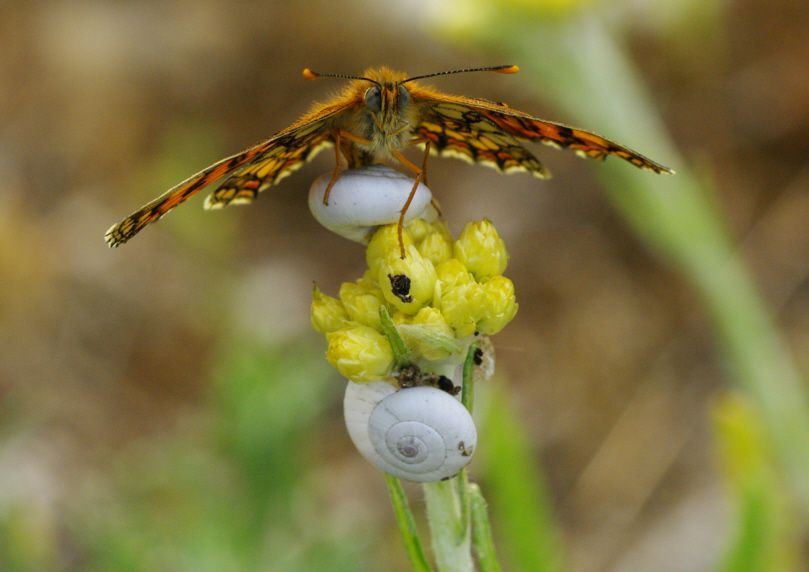 Album - Macro-Papillons