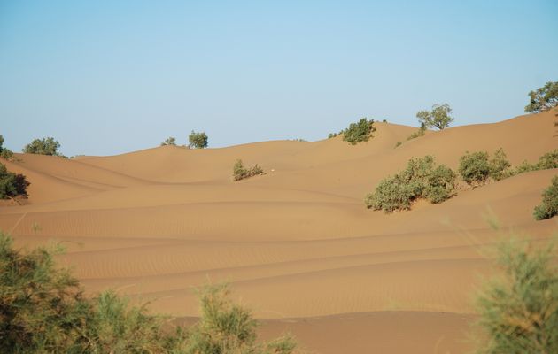 Méharée dans le Sud Marocain